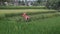 A white-haired girl in a bright red dress sits on a rice field, on a piece of chamfer rice, beautifully spread out her