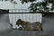 The white-haired goat is behind the iron fence in the garden