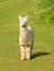 White hairy alpaca standing looking at camera