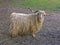 White hairy angora goat