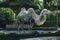 White hairy camel standing near the tree