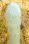 White Hairy Cephalocereus Senilis Old Man Cactus from Mexico in Yellow Desert Among Dry Plants. Tropical Exotic Plant.