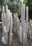 White Hairy Cephalocereus Senilis Old Man Cactus. View of large vertical cacti with stems covered in soft white hairs. Tropical