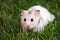 White hamster