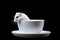 White hamster in cup on black