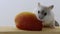 A white hamster is gnawing a piece of a red apple. The rodent eats vegetables.