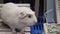 White Hamster. little pet hamster on plastic and wooden cage