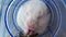 The white hamster in the pipe eats food. Domestic rodent in a cage. The mouse is sitting in its house.