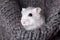 White hamster sitting in a gray knitted scarf