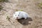 White hamster walking. Domestic hamster on the outside