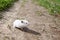 White hamster walking. Domestic hamster on the outside