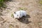 white hamster walking. Domestic hamster on the outside