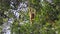 White hand gibbon climbing on tree branch khao yai national park thailand