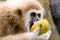 The white-hand gibbon eats wild mangosteen