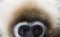 White-handed Gibbon