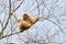 White handed gibbon