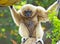 White-Handed Gibbon Ape