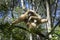 White-handed Gibbon hanging out