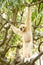 White-handed gibbon hanging in the trees