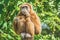 White-handed gibbon (Hylobates lar)