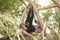 A white-handed gibbon Hylobates lar family sitting on tree.