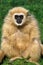 White-Handed Gibbon, hylobates lar, Female Sitting on Grass