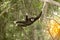 A white-handed gibbon Hylobates lar hanging on tree.