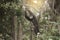 A white-handed gibbon Hylobates lar hanging on tree.