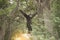 A white-handed gibbon Hylobates lar hunging on tree.