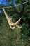 White-Handed Gibbon, hylobates lar, Pair Hanging from Liana