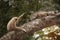 A white-handed gibbon Hylobates lar play with gray iguana on tree.