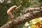 A white-handed gibbon Hylobates lar play with gray iguana on tree.