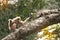 A white-handed gibbon Hylobates lar play with gray iguana on tree.