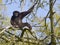 White-handed gibbon in tree