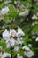 White hanging flowers of Carolina Silverbell, deciduous shrub