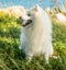 white happy fluffy japanese spitz on natural background, outdoors