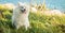 white happy fluffy japanese spitz on natural background, outdoors