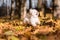 White Happy Maltese dog is running on autumn leaves.