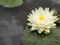 white hardy water lilies or nymphaea plant blooms in outdoor garden pond