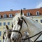 White harnessed to a leather harness horse on the street of an o