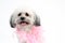 White Havanese dog with pink boa