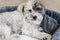 White Havanese Dog Relaxing in his Bed