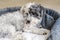 White Havanese Dog Relaxing in his Bed