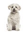 White havanese sitting, isolated