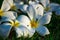 White Hawaiian plumeria on a grass