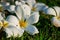 White Hawaiian plumeria on a grass