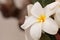 White Hawaiian plumeria hybrid