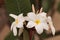 White Hawaiian plumeria hybrid