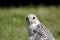 white hawk closeup portrait with green forest on background