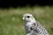 white hawk closeup portrait with green forest on background